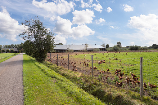 Chicken farm with free-range chickens on the meadow in the municipality of Barneveld in the Netherlands.