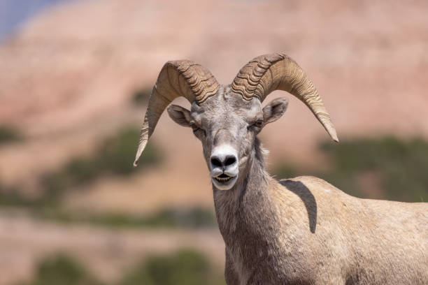 istock Bighorn Sheep Ram in Montana 1410889204