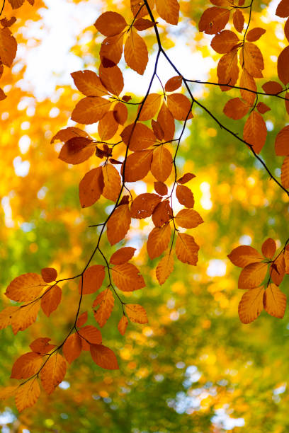 branche d’arbre avec des feuilles. gros plan saisonnier sur les arbres. beauté naturelle. météo de la saison d’automne. - leaf autumn leafes tree photos et images de collection