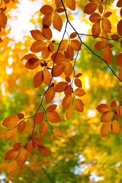 Photo of tree branch with leaves. seasonal tree closeup. natural beauty. fall season weather.
