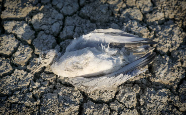 siccità e un gabbiano morto - soil saprophyte foto e immagini stock