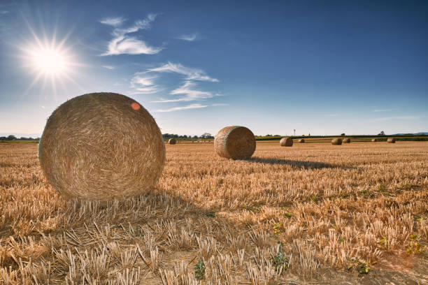 istock Harvest season 1410891347