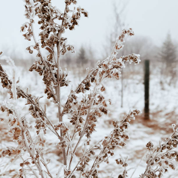 inverno da pradaria de manitoba - manitoba prairie landscape canada - fotografias e filmes do acervo