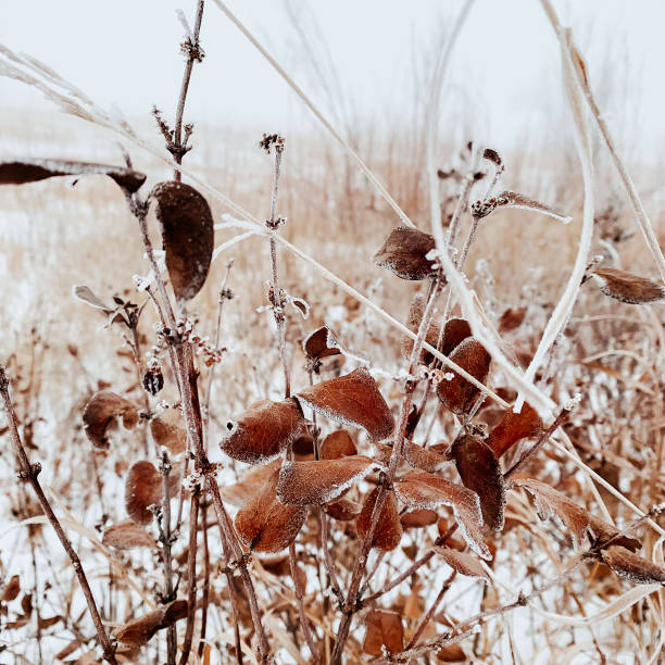 inverno da pradaria de manitoba - manitoba prairie landscape canada - fotografias e filmes do acervo