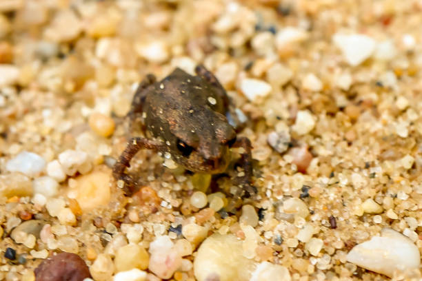 istock Very small reptile crosses the path 1410893063