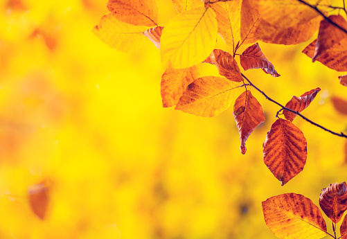 Autumn background with brown yellow beech leaves and sun light.