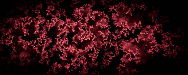 kale leaves of cabbage on a background