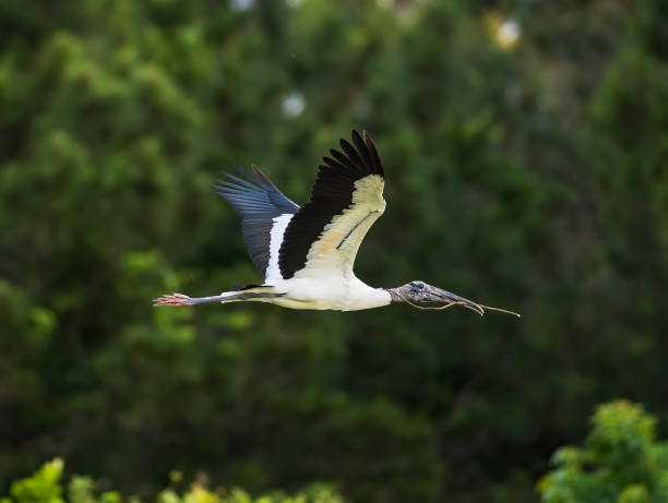 istock Wood Stork in flight to nesting site 1410896661