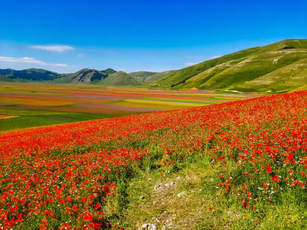 Lentil flowering with poppies and cornflowers in Castelluccio di Norcia, national park sibillini mountains, Italy, Europe