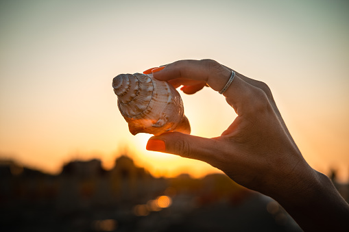 Hand holding a seashell on the sandy beach in the sunset.