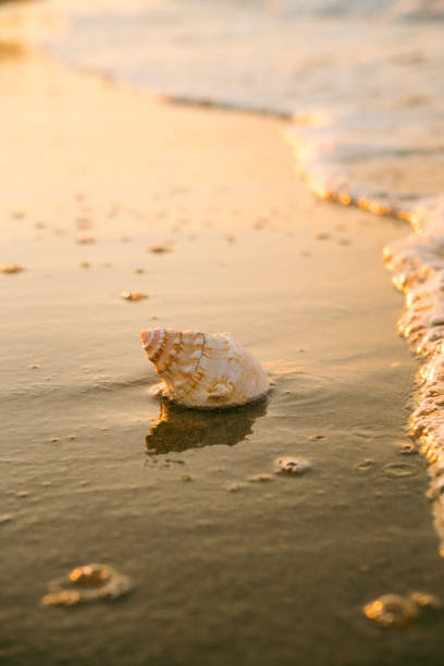 istock Beautiful seashell on the sandy beach in the sunset. 1410896750