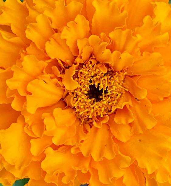 istock orange carnation flower, carnation garden 1410897055