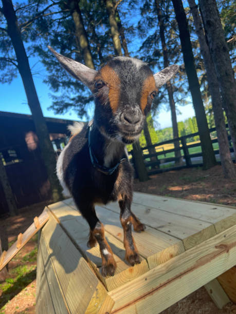 istock Funny curious dwarf Nigerian goat 1410897740