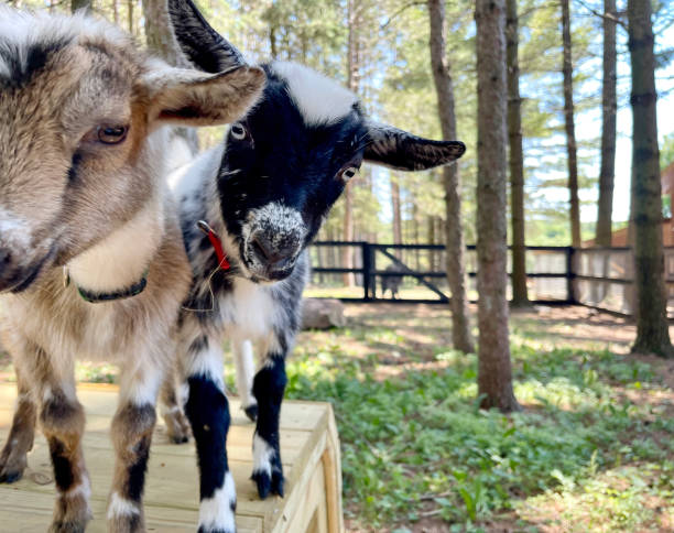 istock Two curious funny goat kids 1410897741