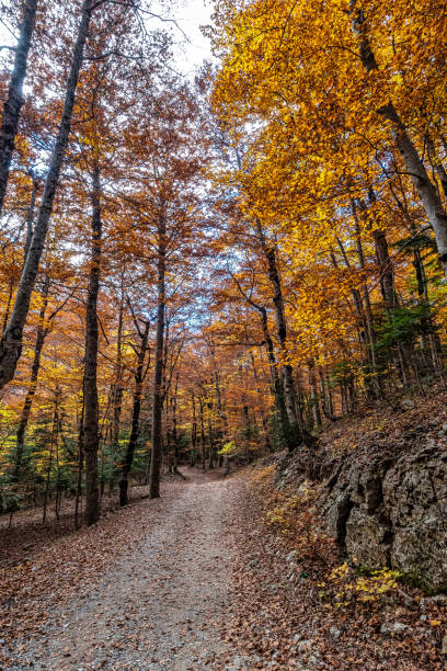 istock Colorful beech fall forest in Ordesa and Monte Perdido NP, Pyrenees, Aragon in Spain 1410897920