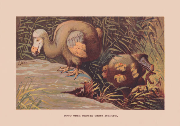 Dodo (Raphus cucullatus), Mauritius, ca. 1690 extinct, chromolithograph, published 1900 vector art illustration