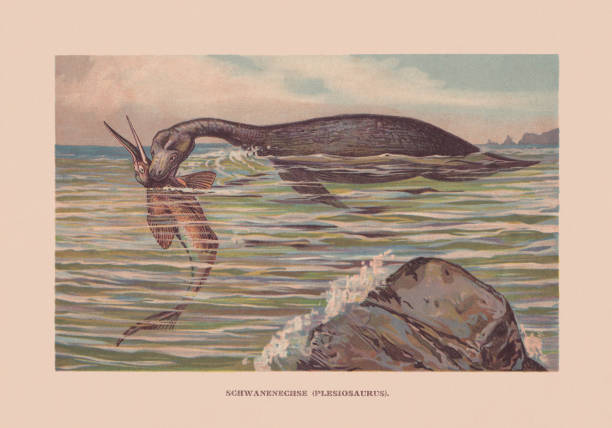 illustrazioni stock, clip art, cartoni animati e icone di tendenza di plesiosauro, triassico - cretaceo, cromolitografo, pubblicato nel 1900 - triassic