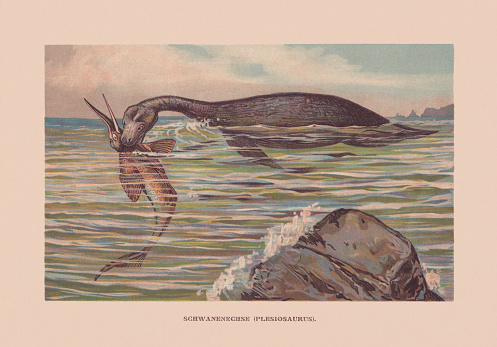 Plesiosaur - an order or clade of extinct Mesozoic marine reptiles, belonging to the Sauropterygia, that lived during the Late Upper Triassic to the end of the Cretaceous. Chromolithograph after a drawing by Francis John, published in 1900.