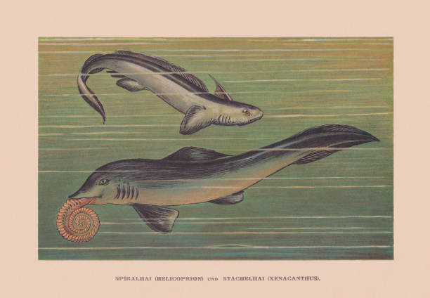 헬리코프리온과 제나칸투스, 선사시대 상어, 크로몰리토그래프, 1900년 출판 - paleozoic era stock illustrations