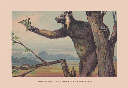 Megaladapis madagascariensis - around 1500 extinct genus of primates from Madagascar. The largest measured between 1.3 to 1.5 m (4 to 5 ft) in length. Chromolithograph after a drawing by Francis John, published in 1900.