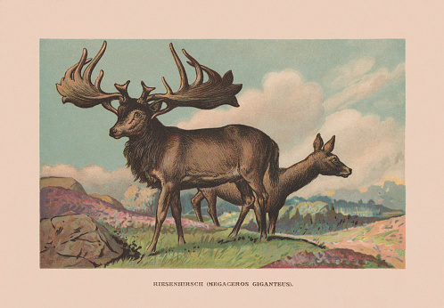 Irish elk (Megaloceros giganteus) - extinct species of deer in the genus Megaloceros and is one of the largest deer that ever lived. Its range extended across Eurasia during the Pleistocene. Chromolithograph after a drawing by Francis John, published in 1900.