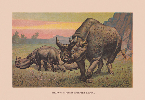 Megacerops (or Brontotherium, or Titanotherium latum) - extinct genus of the prehistoric odd-toed ungulate (hoofed mammal) family Brontotheriidae, an extinct group of rhinoceros-like browsers related to horses. It was endemic to North America during the Late Eocene epoch. Chromolithograph after a drawing by Francis John, published in 1900.