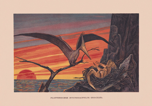 Nyctosaurus (or Nyctodactylus gracilis) - genus of nyctosaurid pterosaur from the Late Cretaceous period of what is now the Niobrara Formation of the mid-western United States. Chromolithograph after a drawing by Francis John, published in 1900.