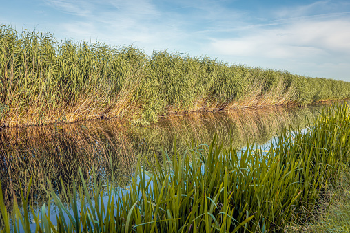 Long row of reed plants perfectly reflected in the mirror-smooth water surface of a wide Dutch polder ditch. The photo was taken on a slightly cloudy day in the summer season.
