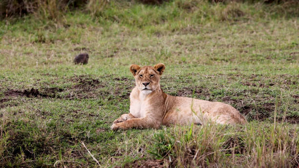 istock Lioness Lying in Kenya Grass Looking Around 1410898082