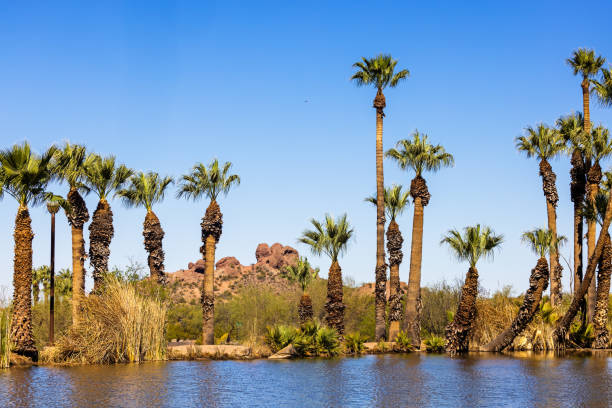 Pond in Papago Park - Tempe Arizona USA A beautiful landscape view of Papago Park in Tempe, Arizona with a fishing pond, palm trees and red rock mountains. tempe arizona stock pictures, royalty-free photos & images