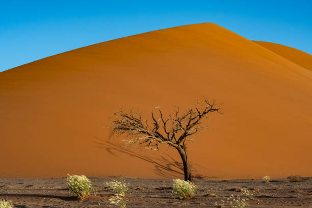 Namibia, the Namib desert, a tree isolated in the red dunes in background