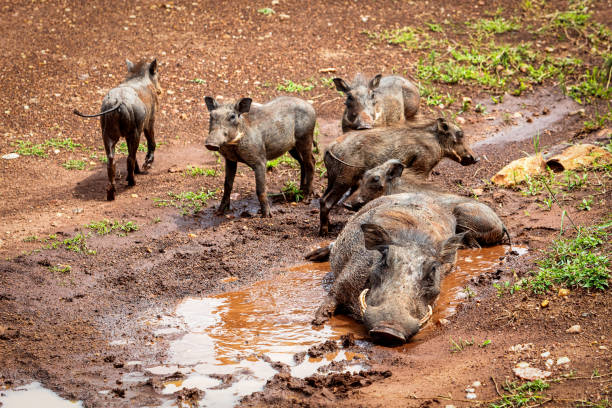Family of Warthogs with young baby piglets rolling around in a pool of mud in Kenya Africa