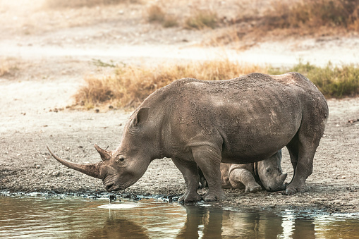 Large white rhinoceros drinking water from a lake in Kenya Africa with her baby calf under her.