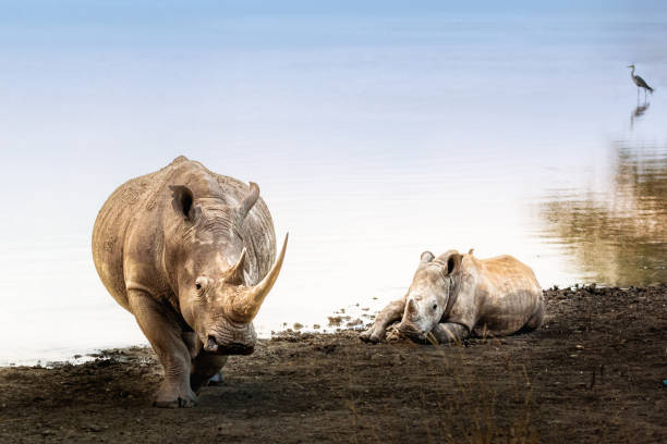 White Rhino With Calf in Nairobi National Park stock photo