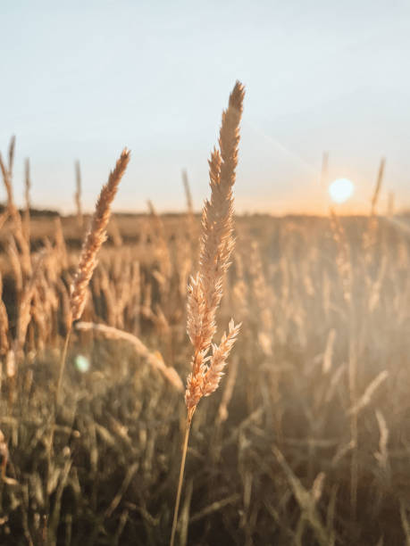 istock Manitoba Prairie Summer 1410900144