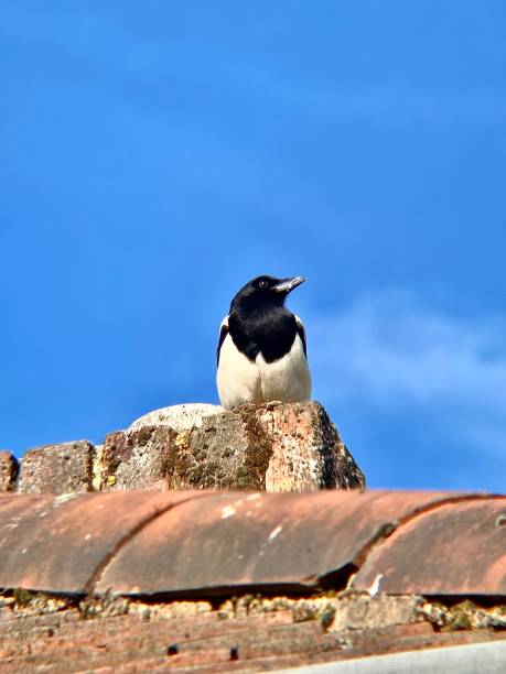istock A British magpie looks out from a rooftop 1410900939