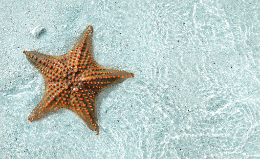 Holiday, vocation and relaxing concept. Big starfish underwater in the blue clear sea with copy space top view