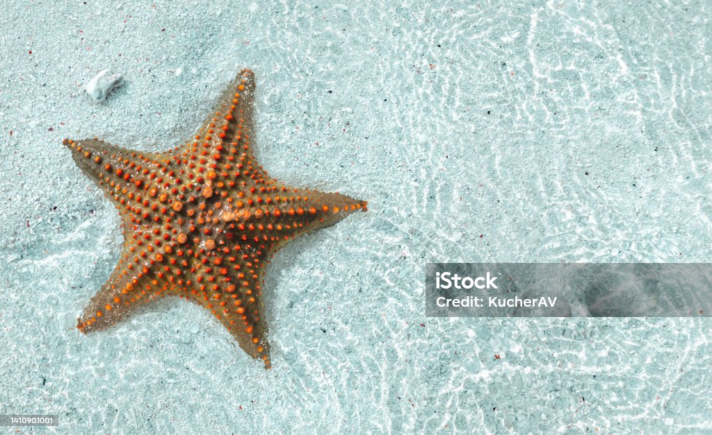 Holiday, vocation and relaxing concept. Big starfish underwater in the blue clear sea with copy space top view Starfish Stock Photo