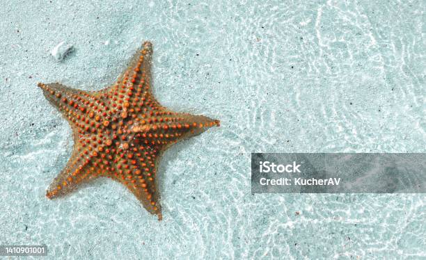 Holiday Vocation And Relaxing Concept Big Starfish Underwater In The Blue Clear Sea With Copy Space Top View Stock Photo - Download Image Now