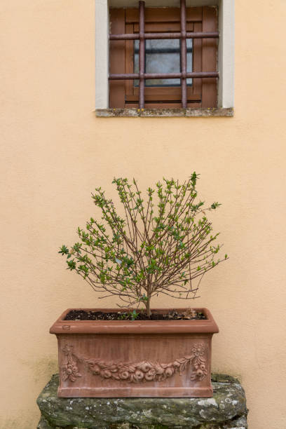istock flower pot in front of a wall 1410901047