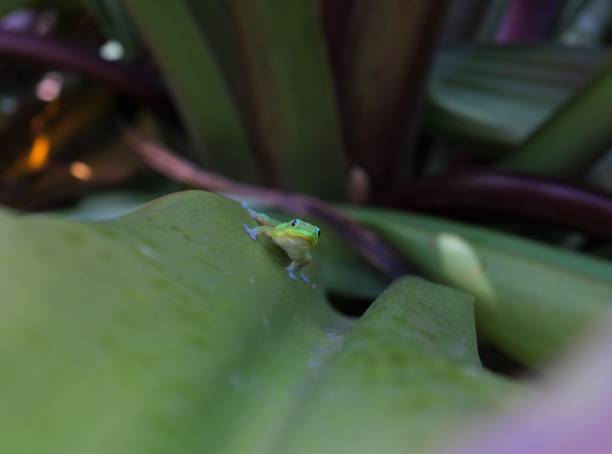 istock Green gold dust day geckos climbing all  over plants 1410901069