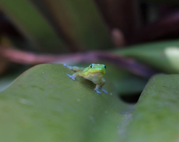 istock Green gold dust day geckos climbing all  over plants 1410901070