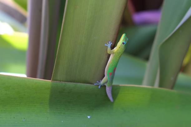 istock Green gold dust day geckos climbing all  over plants 1410901077