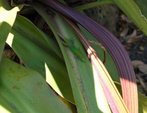 istock Green gold dust day geckos climbing all  over plants 1410901083