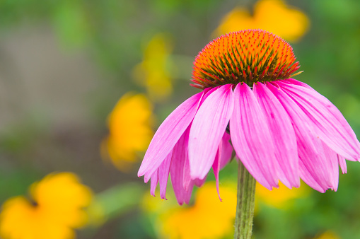 Close up of a purple cone flower with yellow daisies in an out of focus background.