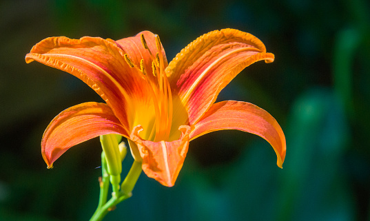 Closeup red orange daylily (hemerocallis) with the stamens in a french garden