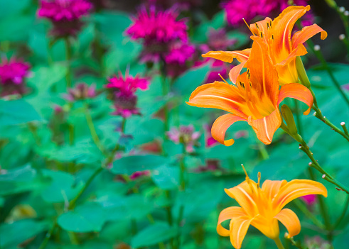 A trio of orange day lilys grow against a background of purple beebaum plants.