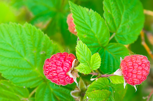 A cluster of raspberries ripen in the summer heat in a Cape Cod garden.