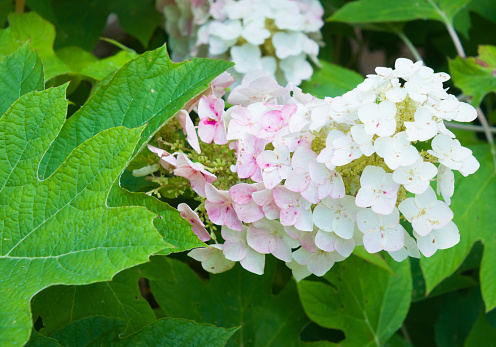 Close up photograph of the delicate pink white tones of an oak leaf hydrangea flower.