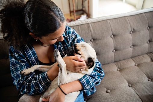 Half-cuban teenage girl and her cute pug at home. She has thick black hair in a ponytail and is wearing a checkered shirt. She is cuddling her dog. Horizontal waist up shot indoors with copy space.